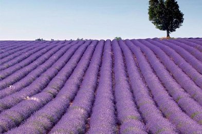 Kraj plný sluníčka - Provence