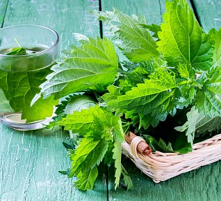 Zdravý sirup z kopřiv