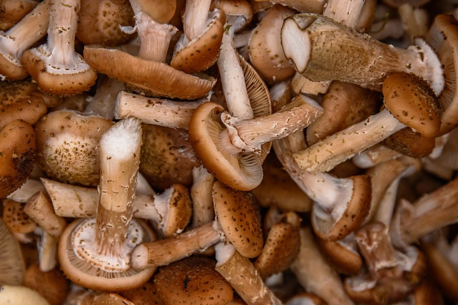 Dršťková polévka z václavek