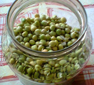 Spálenec, naklíčený, napučený hrách, základní recept