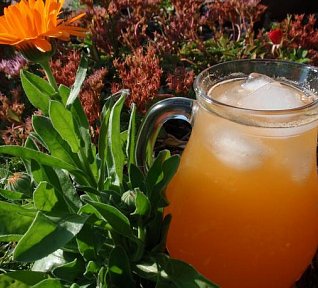 Broskvový / Meruňkový sirup Broskvový / Meruňkový sirup