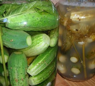 Ruské okurky - rychlokvašky na slano
