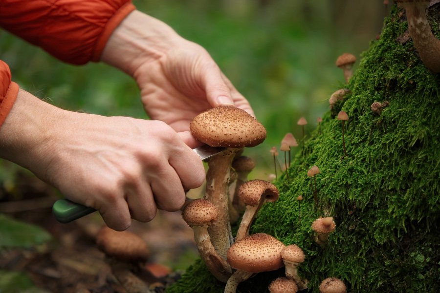 Dršťková polévka z václavek